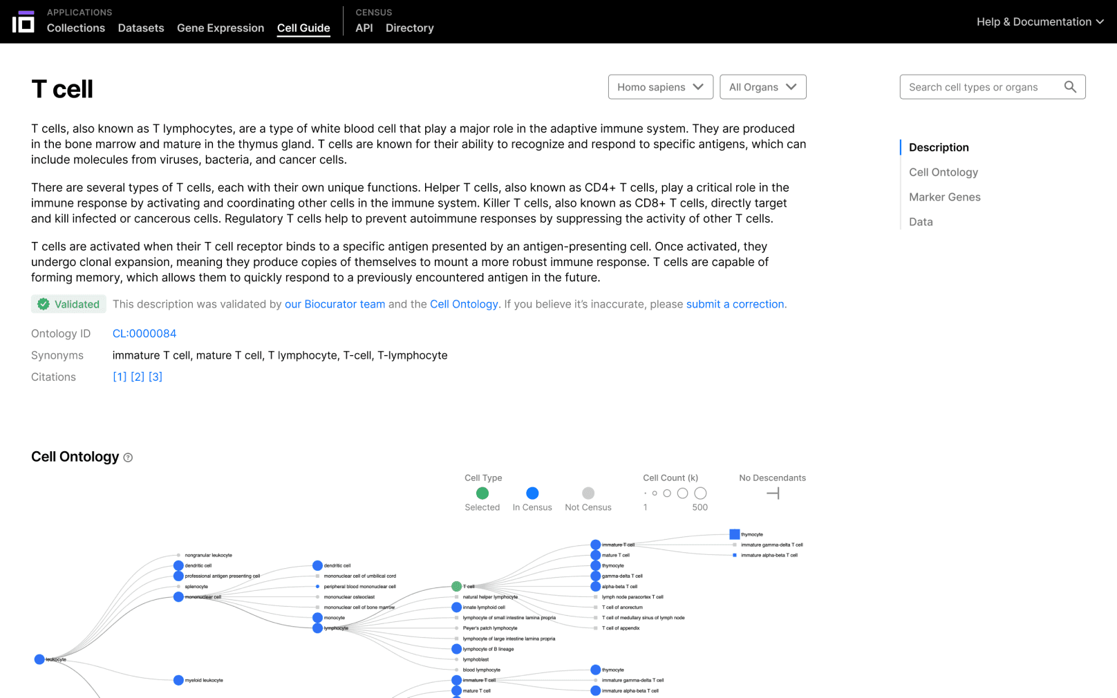 T cell page in cell guide showing description of t cells and map of cell ontology